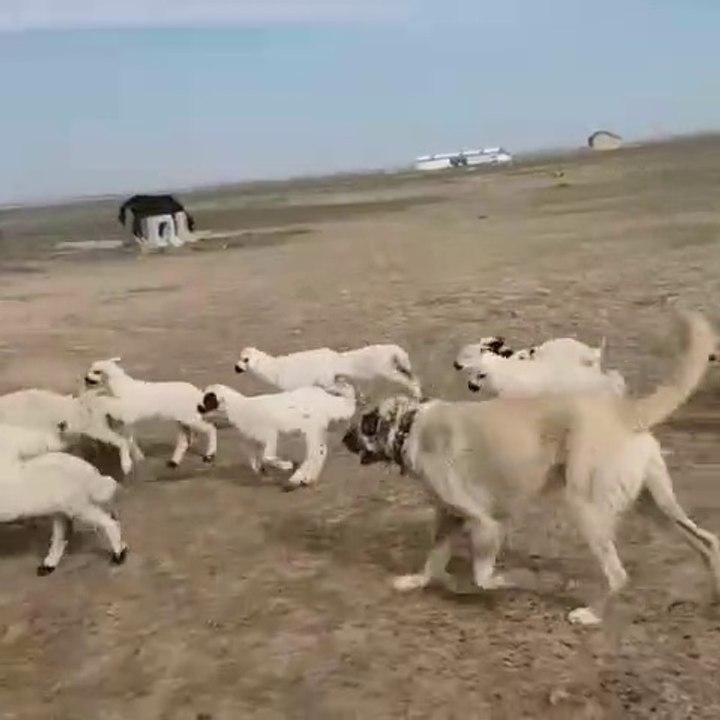 SiVAS KANGAL KOPEGi TAM GAZ GOREVDE - SiVAS KANGAL DOG SHEEP MiSSiON