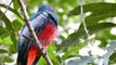 Beautiful Colorful bird || nature animals || wildlife animals TV