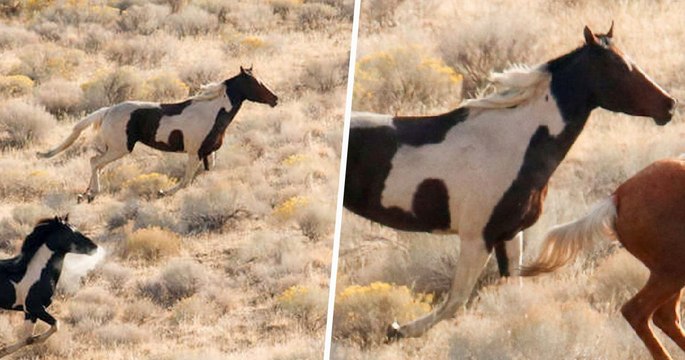 Un cheval sauvage au pelage incroyable et mystérieux