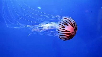 Jelly Fish On Display As Attraction Inside An Aquarium