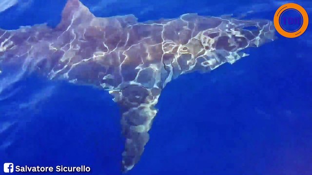 Italie : un grand requin blanc d'au moins cinq mètres surgit devant eux lors d'une ballade en mer