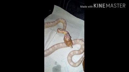 Snake Swallowing Something In A Plastic Bag