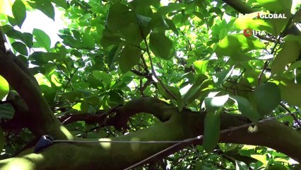 Sıcak hava ve poyraz vurdu! Narenciye ürünlerinin fiyatı bu sene cep yakacak