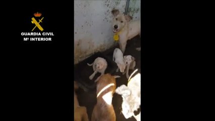 Investigan a un hombre por maltrato animal en La Rioja