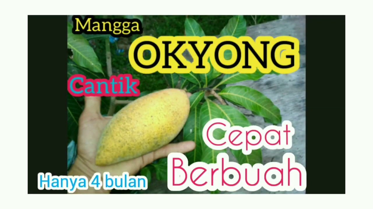 Mangga Okyong Preview singkat_HD