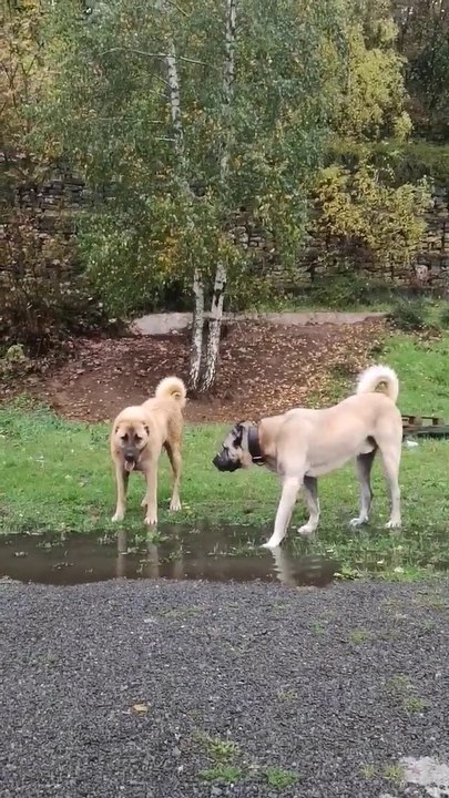 KANGAL COBAN KOPEKLERi ile DOGADA YURUYUS - KANGAL SHEPHERD DOGS with WALK