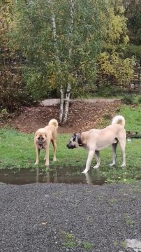 KANGAL COBAN KOPEKLERi ile DOGADA YURUYUS - KANGAL SHEPHERD DOGS with WALK