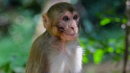 Watch: Monkey 'steals' Covid-19 test samples in Meerut