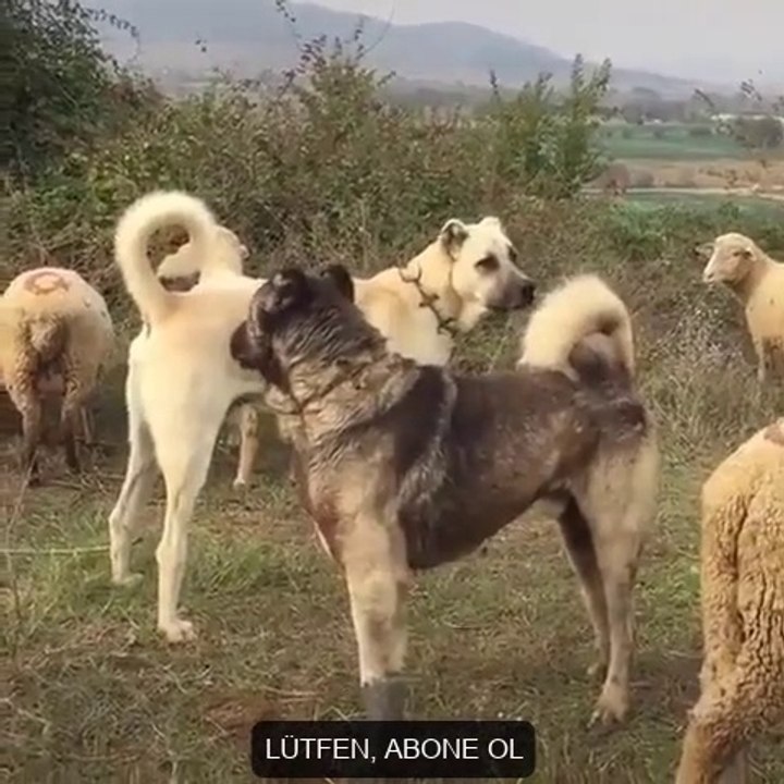 KANGAL KOPEGi ve ANADOLU COBAN KOPEGi KARSILASMA - KANGAL DOG and ANATOLiAN SHEPHERD DOGS ENCOUNTER
