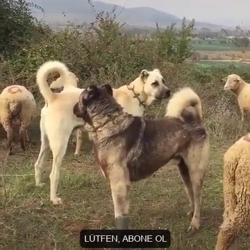 KANGAL KOPEGi ve ANADOLU COBAN KOPEGi KARSILASMA - KANGAL DOG and ANATOLiAN SHEPHERD DOGS ENCOUNTER