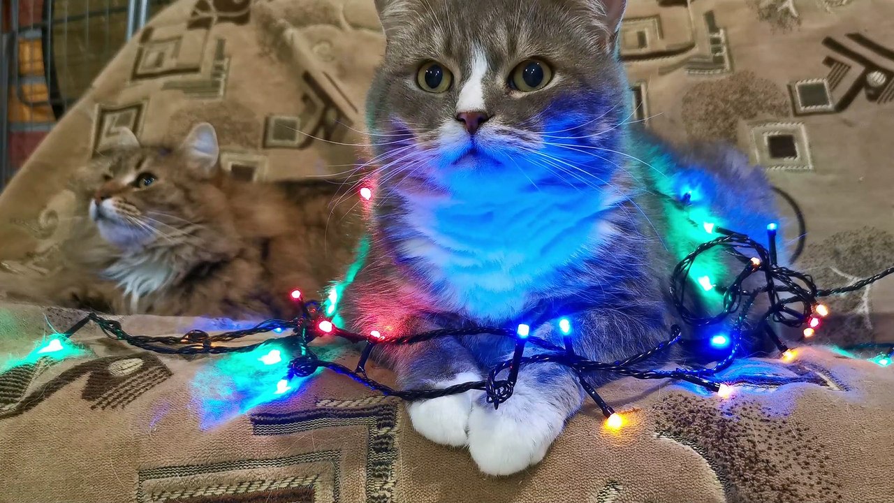 Cat Lighting at it's best