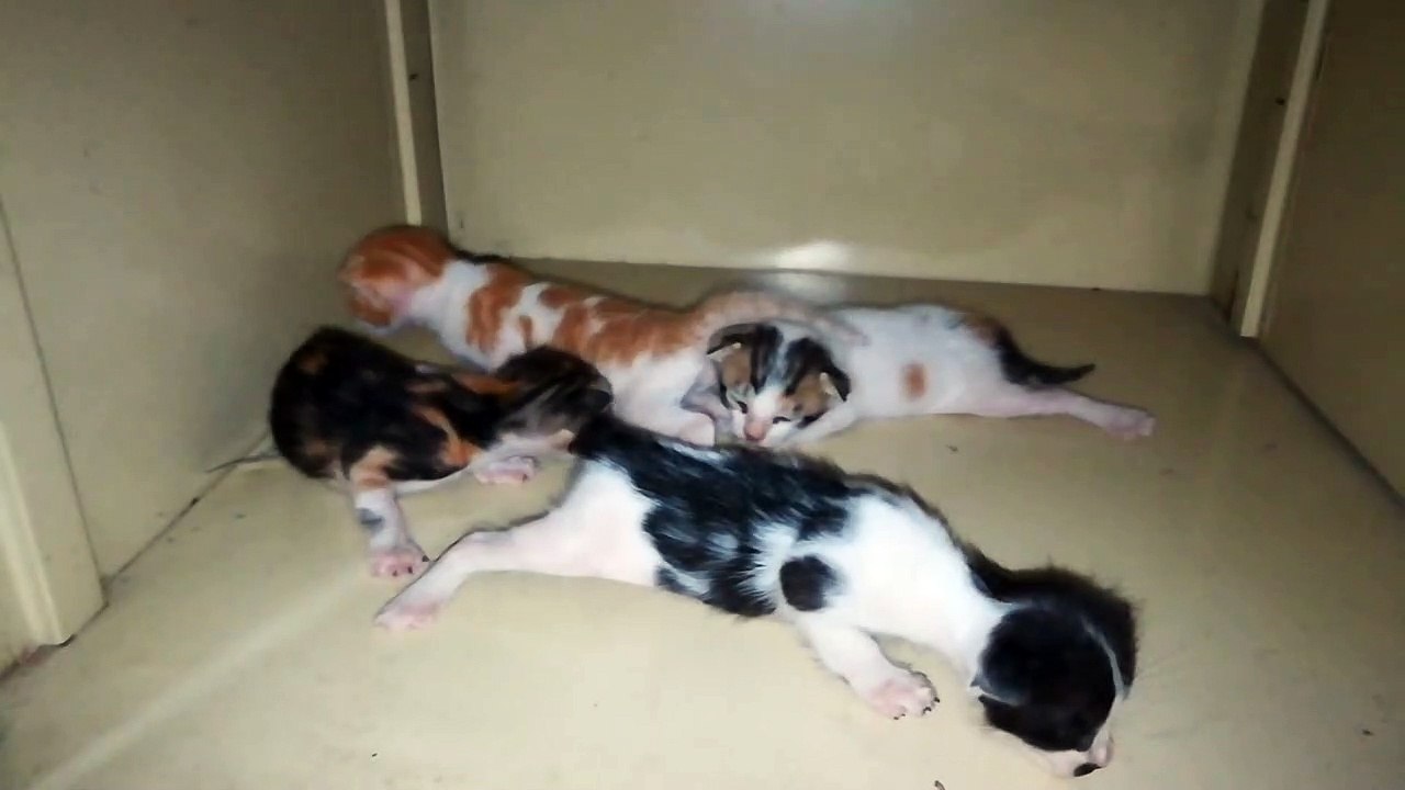 3 Week Old Born Kitties Calling Mummy