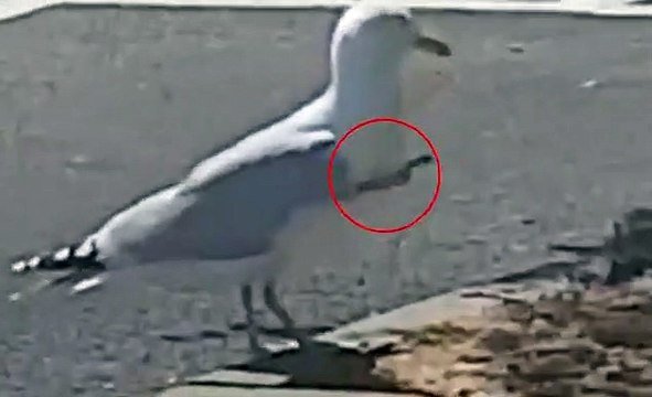 Une mouette transpercée d'une flèche de 50 cm se dandine sur un parking