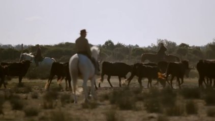 "La Camargue, un radeau fragile" Un film de Thierry Gentet - Bande-annonce