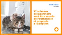 77 animaux de laboratoire vont être sauvés de l’euthanasie et proposés à l’adoption