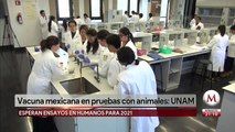 Vacuna mexicana contra covid-19 está en fase de pruebas en animales: UNAM