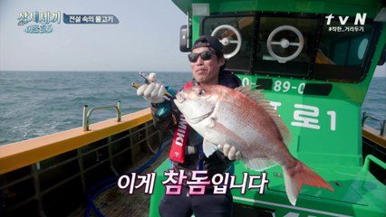 (감격) 이게 참돔입니다!!!!! 5년 만에 참바다와 만난 초대형 참돔