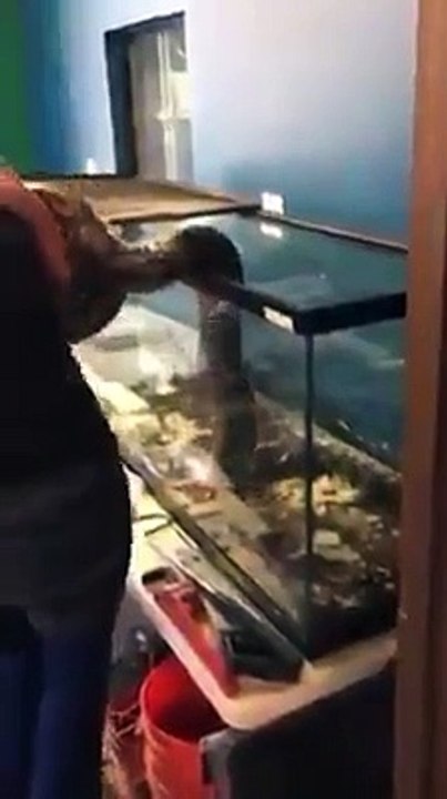 Elle voulait jouer avec ce serpent, mais celui-ci l’a attaqué !