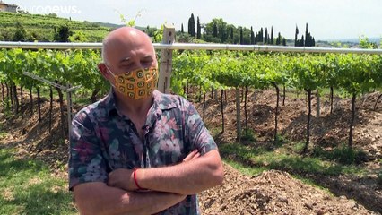 Las raíces de unas viñas centenarias italianas esconden un mosaico romano del siglo III
