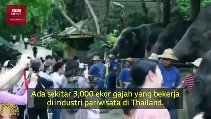 Bertahan dari virus corona kawanan gajah Thailand pulang kampung ratusan kilo