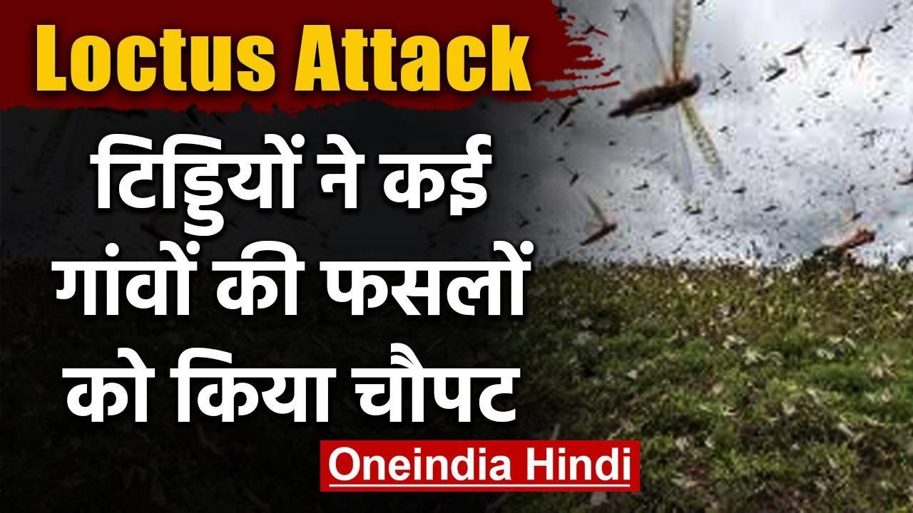 Loctus Attack: अन्नदाताओं की दुश्मन बनकर आई टिड्डियों ने फसलों को किया चौपट | वनइंडिया हिंदी
