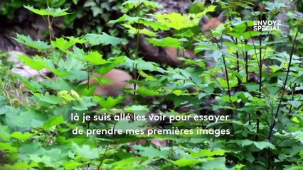 Des animaux sauvages ont profité du déconfinement pour s'installer à Paris