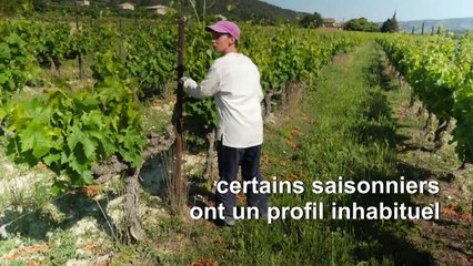 Danseuse et barmen dans les champs au pied du Ventoux, faute de saisonniers étrangers