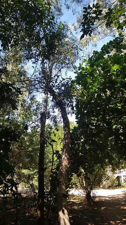 Butterfly Forest in Slow Motion