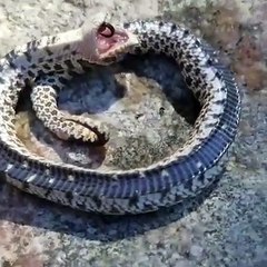 On dirait bien que ce serpent adore les câlins