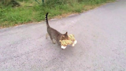 Télécharger la video: Il surprend son chat avec la peluche des voisins dans la gueule