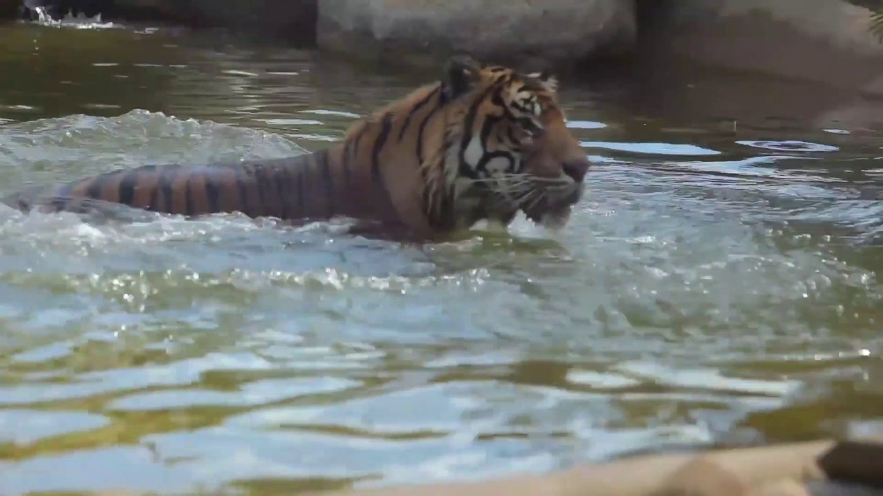 Un oiseau vient narguer un tigre... courageux le canard
