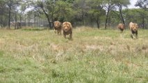 L'heure du repas pour ces lions... Impressionnant