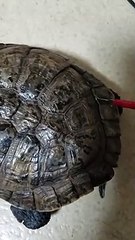 Il retire la carapace d'une tortue, regardez ce qu'il découvre dessous