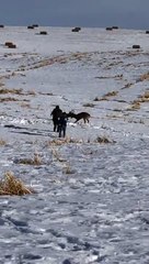 Il sépare 2 cerfs piégés entre eux d'une façon incroyable