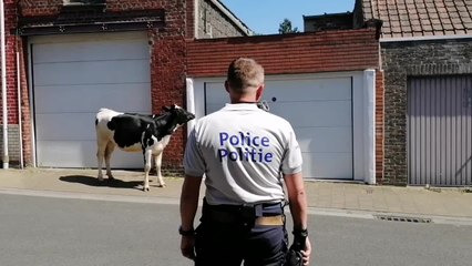 Mouscron: une vache apeurée sème la zizanie dans le quartier du Tuquet
