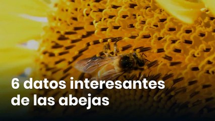 6 datos interesantes de las abejas