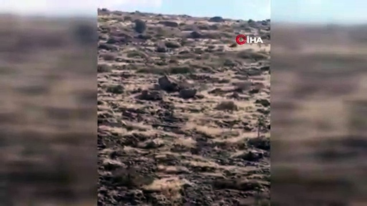 Bodrum’da jaguar paniği
