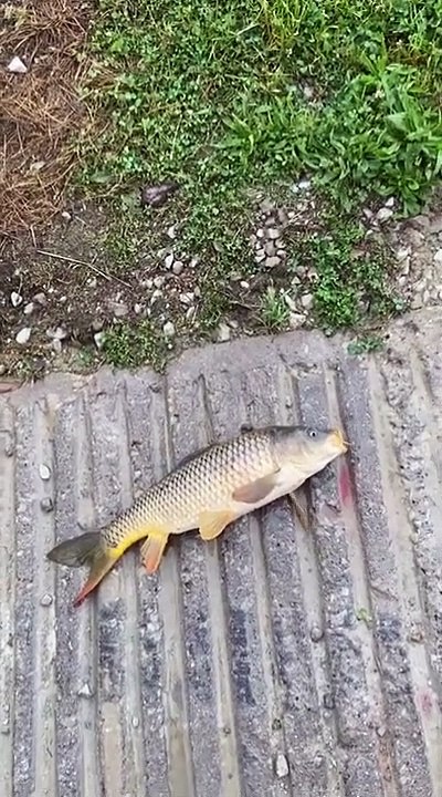 I caught a TURTLE while Crappie Fishing. Please don't litter!