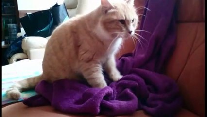 Cat kneading a blanket