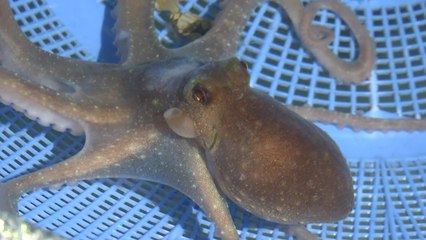 '어장 황폐화'...어미 낙지 풀어 개체 수 늘린다! / YTN