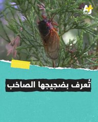 حشرة الزيزصاخبة ومخيفة رغم ندرة ظهورها تعرفوا على حشرة الزيز-