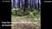 Timelapse: la recuperación de los bosques en Australia tras los incendios forestales