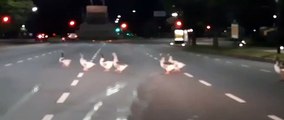 Gansos en la avenida Sarmiento