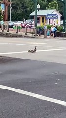 Officer Helping Duck Family Cross a Busy Road