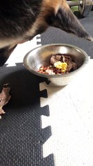 シェパード犬のメメランお食事
