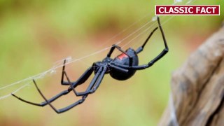9 Deadliest Spiders of the World