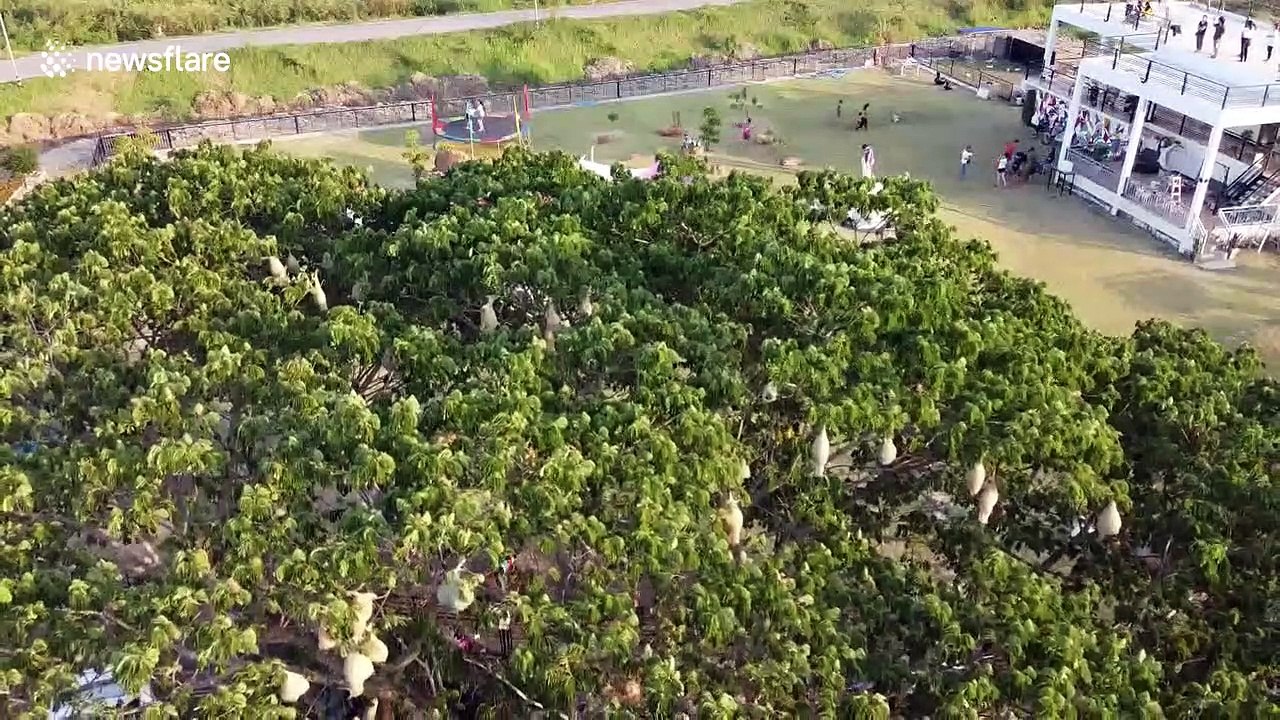 Dozens of weaver birds nest in the same tree in northern Thailand