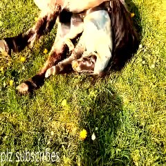 Pregnant Thoroughbred runa in Labor. Horse Giving Birth. Foaling a Baby Colt