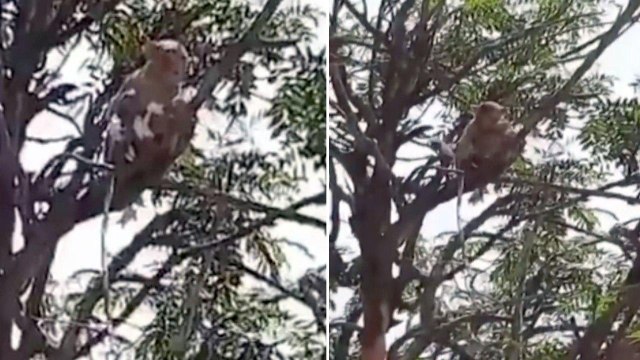 Monkeys Run Away With COVID-19 Test Samples In Uttar Pradesh