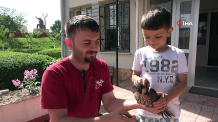 Saatte 300 kilometre hızla uçabilen yaralı Doğan tedavi altına alındı